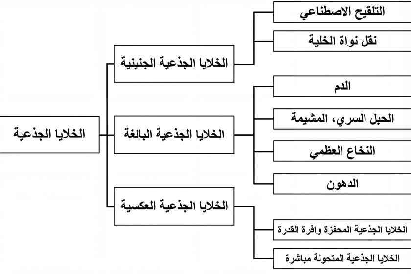 قدرة الخلايا الجذعية على التمايز