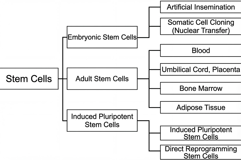 幹細胞分化能力